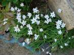 Flowers.jpg