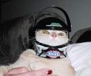 Kitty driver.jpg