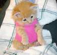 Kitty [18+].jpg