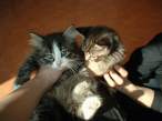Kittens.jpg