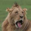 Sleepy Lion.jpg
