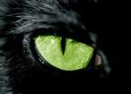 Green eyes.jpg