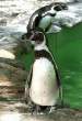 Penguin.jpg