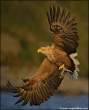 Eagle.jpg