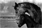 Horse.jpg