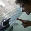Hypnotising a Penguin.jpg