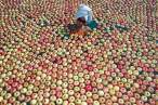 Apple lady.jpg