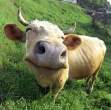 Cow.jpg