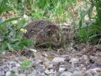 Wild Wabbit.jpg