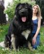 Big dog.jpg