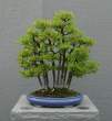 Bonsai_001 (1).jpg