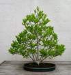 Bonsai_001 (5).jpg