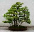Bonsai_001 (7).jpg