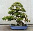 Bonsai_001 (11).jpg