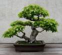 Bonsai_001 (18).jpg