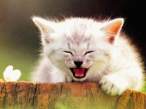 Kitten.jpg