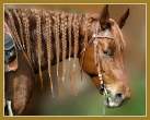 Horse.jpg