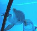 Dolphins.jpg