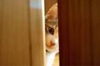Peek.jpg