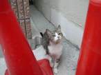 Kittten.jpg