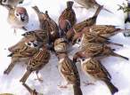 Sparrow.jpg