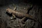 Lizzard.jpg