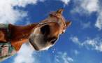 Horse.jpg