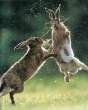 Wabbit fight.jpg