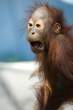 screaming monkey.jpg