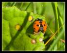 Ladybug.jpg