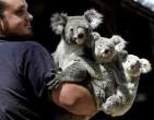 Koala.jpg