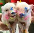 Picasso pigs.jpg