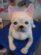Puppy.jpg