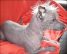 Ugly dog.jpg