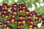 Flowers.jpg