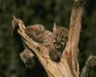 Tiger kitten.jpg