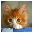 Kitty.jpg