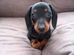 Puppy.jpg