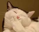Yawn.jpg