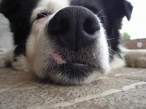 Sniff.jpg