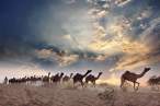 Camels.jpg