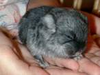 Tiny wabbit.jpg