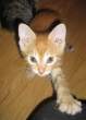 Kitten.jpg