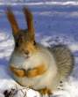 Winter squirell.jpg