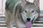 Wolf.jpg