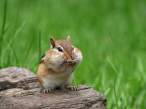 Squirell.jpg