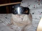 Naruto Cat.jpg