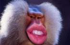 Monkey lips.jpg