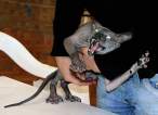 Wild kitty.jpg