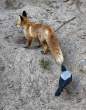 Fox.jpg